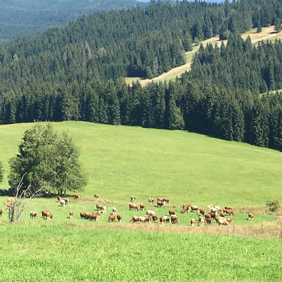 Vlocka - Orava Snow V Lyziarskom Stredisku Domek alpejski